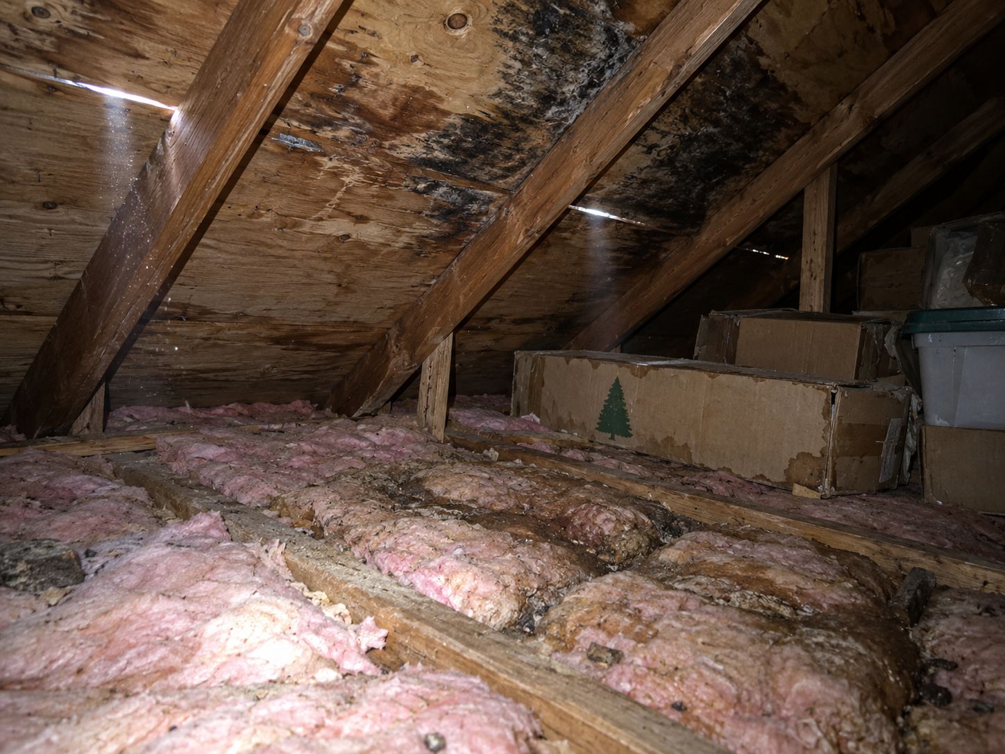 Attic with daylight through the roof deck, mold on the plywood and soaked insulation